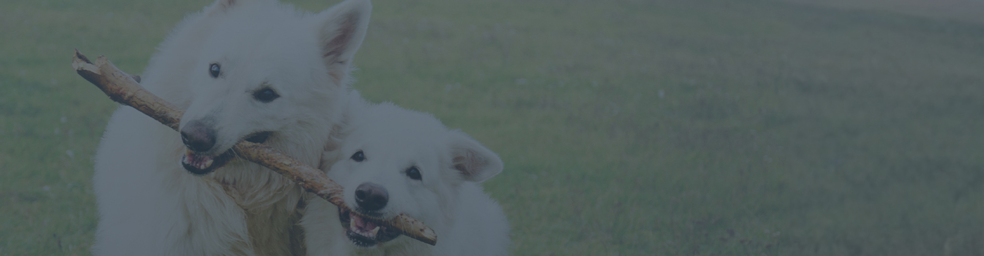 banner image