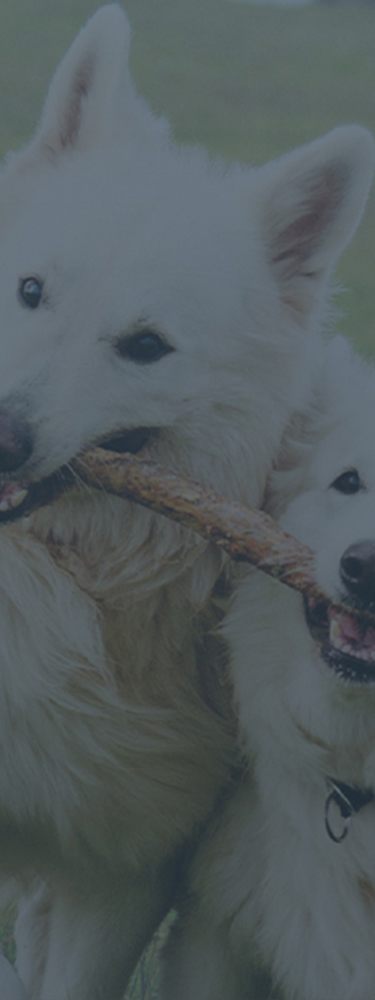 banner image